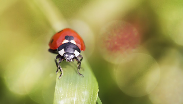 Découverte des insectes